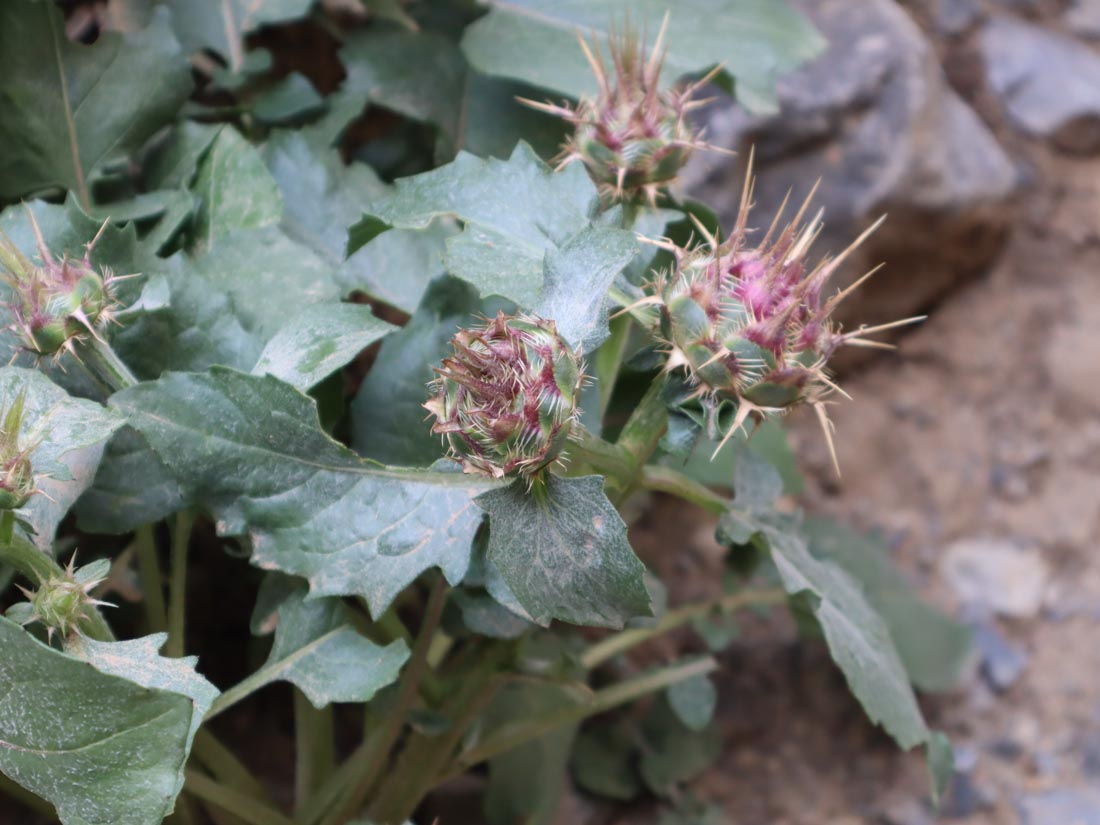 ALAKÖTÜRÜM-CENTAUREA URVILLEI-ALAKÖTÜRÜM-KAVAL ŞELALE YOLU