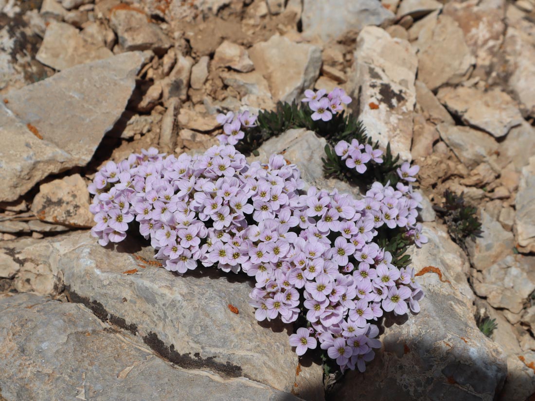 BEĞENDİ OTU-(İBERIS )