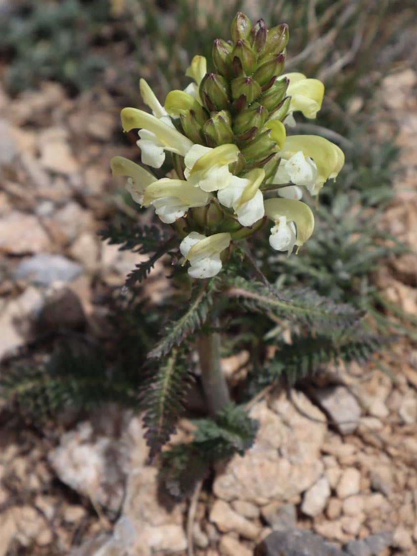 BİT OTU (PEDICULARIS) sp.