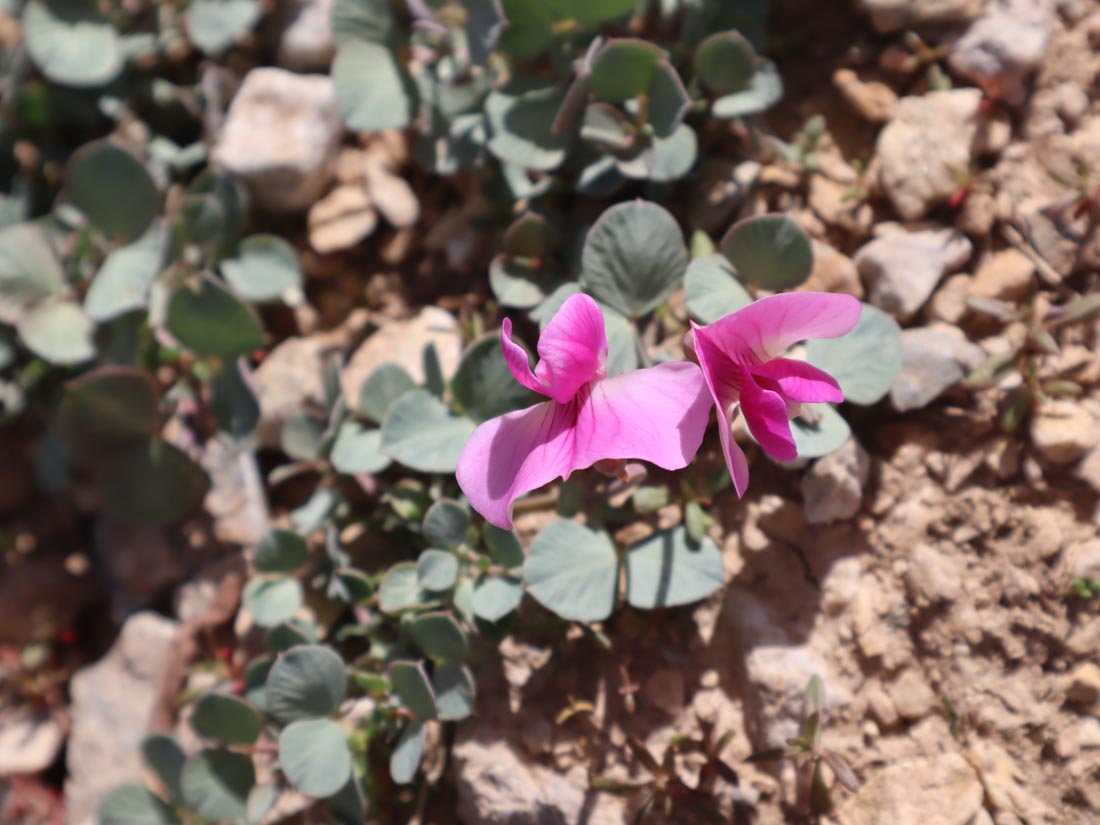 ÇAKIL BEZELYESİ (VAVILOVIA) sp.)