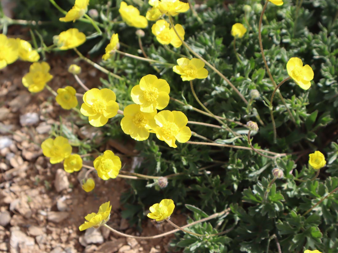 DÜĞÜN ÇİÇEĞİ (RANUNCULUS sp