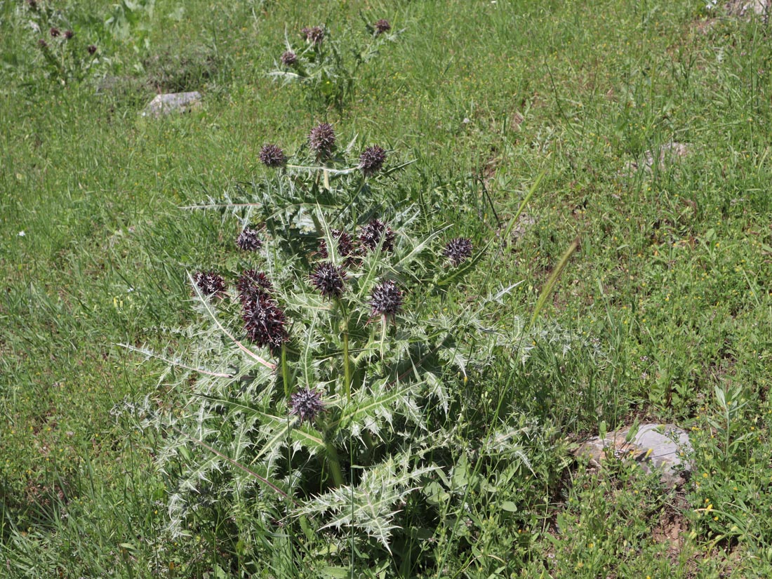GUNDELIA ROSEA-KENGER -AVAORE ŞELALE YOLU