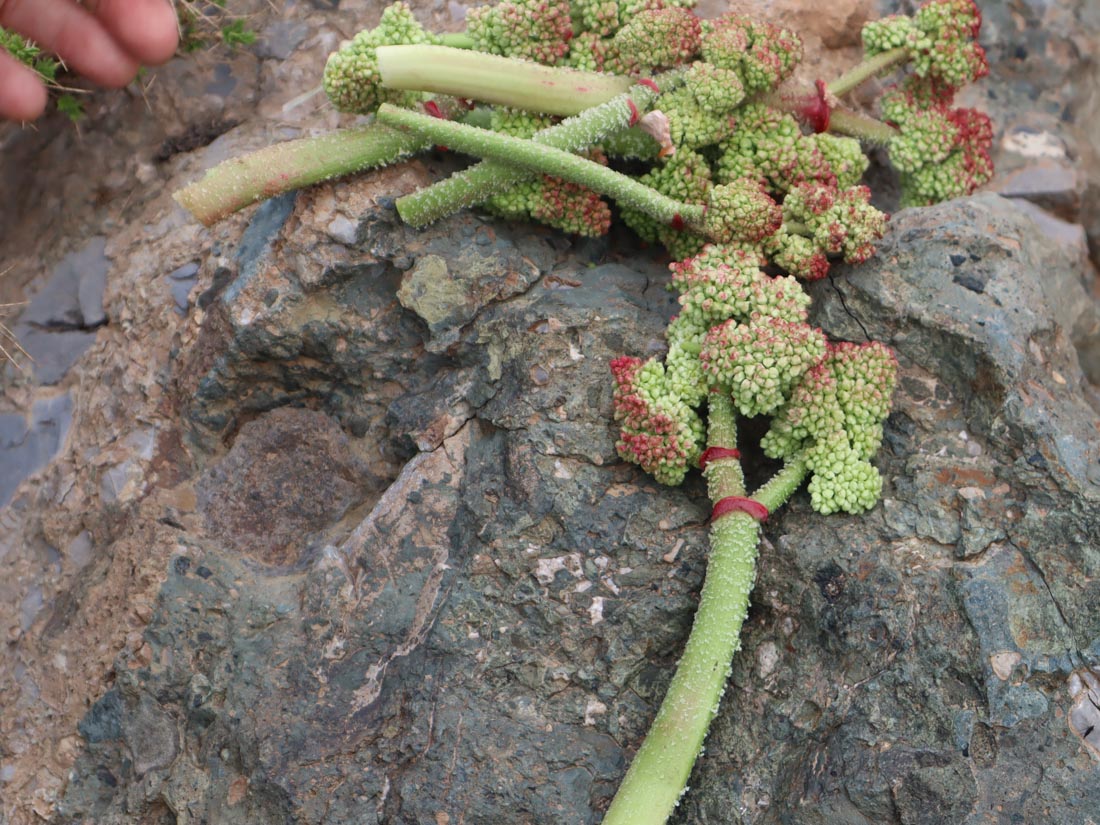 IŞGIN-RHEUM RIBES- -CENNET YAYLASI(1)