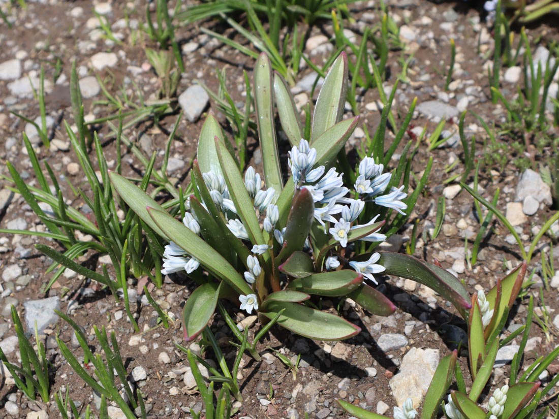 KAR SÜMBÜLÜ-PUSCHINIA SCILLOIDES-K CEHENNEM -CENNET YAYLASI