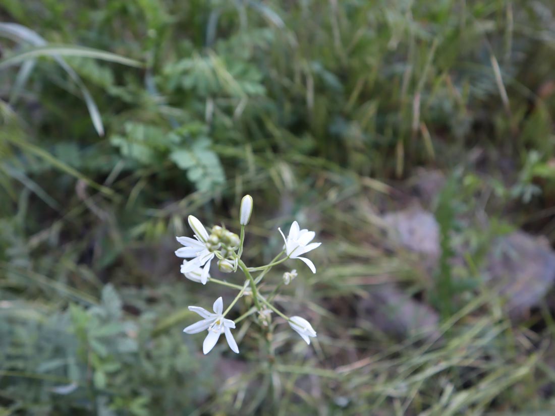 KURT SOĞANI-ORNITHOGALUM sp -AVAORE ŞELALE YOLU(