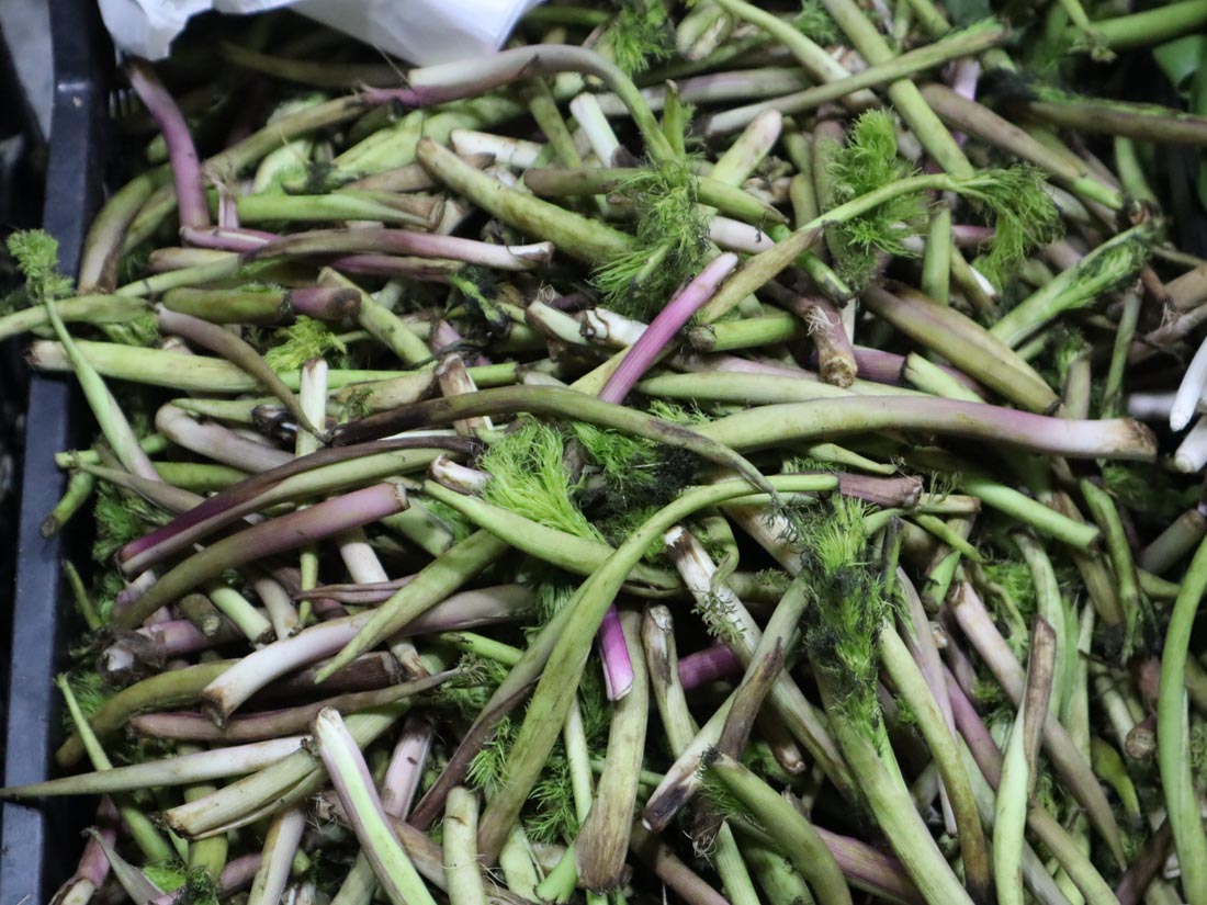 MENDİ-TARAK OTU- CHEROPHYLUM MACROSPERMUM