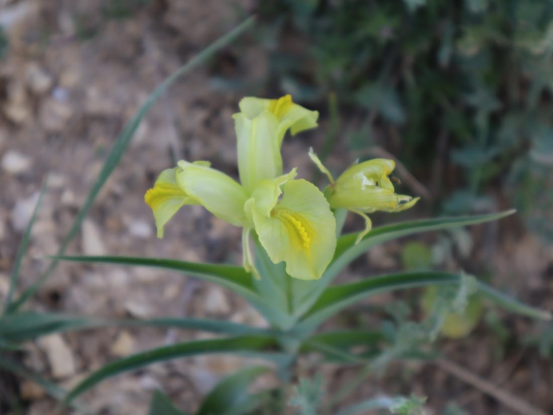 SÜSEN (IRIS sp.)