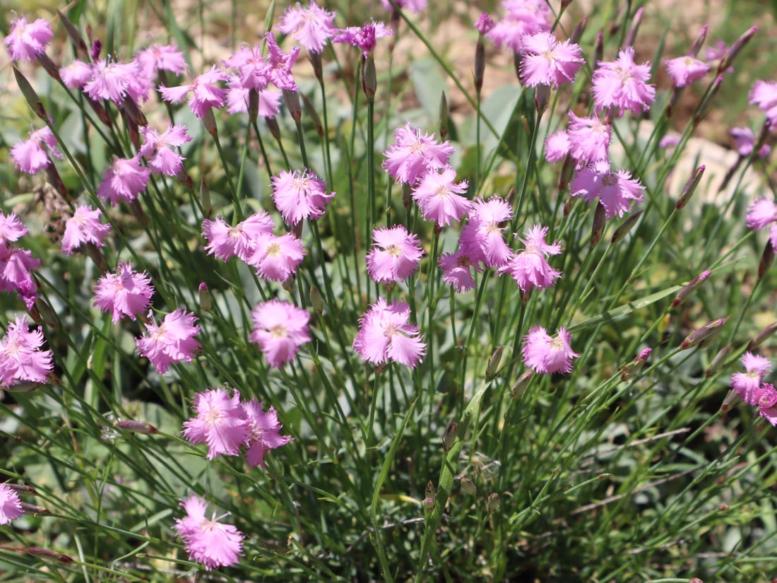 YABANİ KARANFİL-DIANTHUS sp