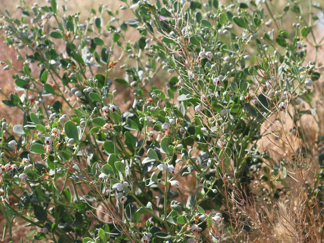 YABANİ KİMYON (ZYGOPHİYLLUM FABAGO)