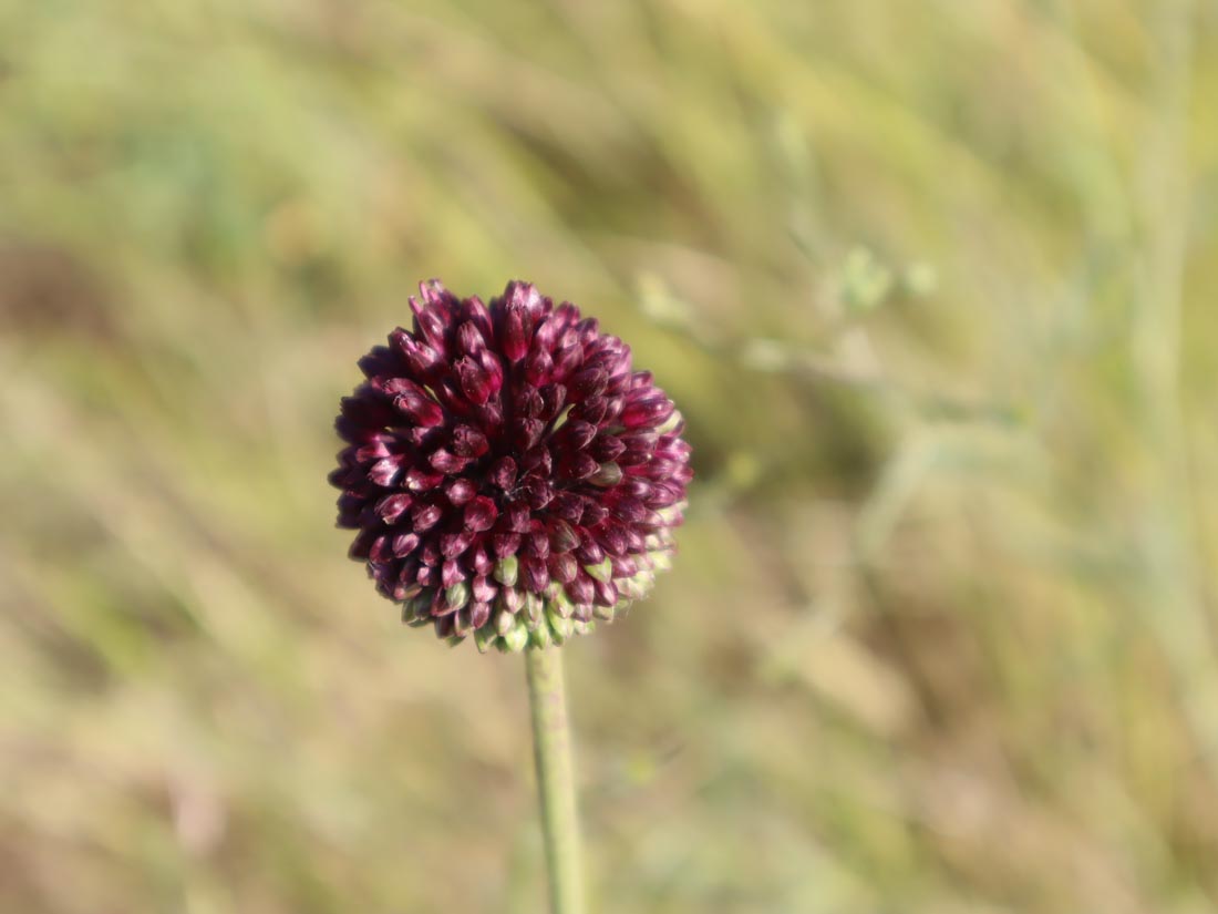 YABANİ SARMISAK (ALLIUM sp