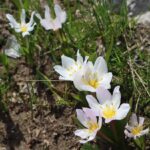 ACI ÇİĞDEMCOLCHICUM sp.. -CENNET CEHENNEM YAYLASI