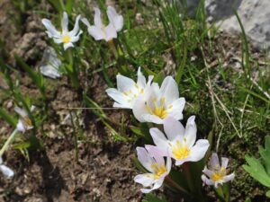 ACI ÇİĞDEMCOLCHICUM sp.. -CENNET CEHENNEM YAYLASI