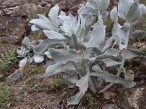 ALABENT-SCORZONERA sp.-OĞUL KÖYÜ