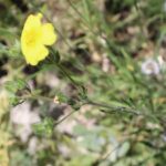 BEŞPARMAK OTU (POTENTILLA sp.)