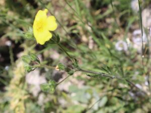 BEŞPARMAK OTU (POTENTILLA sp.)