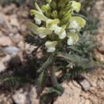 BİT OTU (PEDICULARIS) sp.