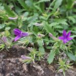 ÇAN ÇİÇEĞİ-CAMPANULA SP.--KAVAL ŞELALE YOLU