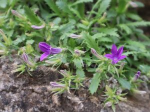 ÇAN ÇİÇEĞİ-CAMPANULA SP.--KAVAL ŞELALE YOLU