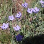 ÇAN ÇİÇEĞİ (CAMPANULA sp)