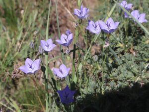 ÇAN ÇİÇEĞİ (CAMPANULA sp)