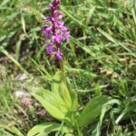 ÇAYIR SALEBİ-ŞEPZEK-ORCHIS PALUSTRIS JACK- ŞİVİŞK YAYLASI