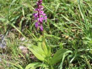 ÇAYIR SALEBİ-ŞEPZEK-ORCHIS PALUSTRIS JACK- ŞİVİŞK YAYLASI