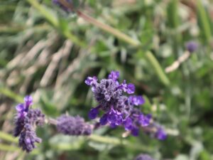 DELİÇAY ( STACHYS sp. )