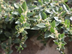 DUVAR FESL-LEĞENİ( PARIETARIA OFFICINALIS)İ