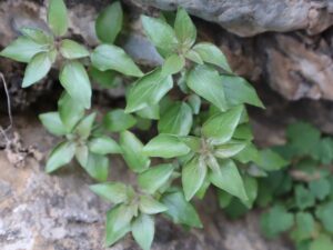 DUVAR FESLEĞENİ-PARIETARIA sp.