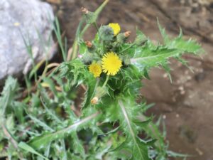 EŞEK GEVREĞİ-SONCHUS ASPER -KAVAL ŞELALE YOLU