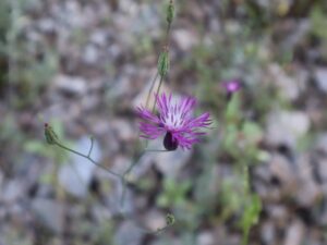 GELİN DÖNDÜREN-CRUPINA CRUPINASTRUM-AVAORE ŞELALE YOLU