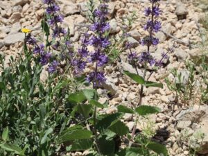 HALKAVİ YAPRAKLI ADAÇAYI(SALVIA VERTİCİLLATA)