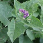 HART ŞALBASI-SALVIA VERTICILLATA-