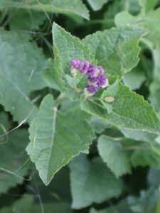 HART ŞALBASI-SALVIA VERTICILLATA-