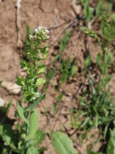 HOROZCUK-LEPIDIUM CAMPESTRE-ŞIVIŞK YAYLASI