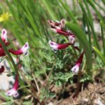 KAZ GAGASI-CORYDALIS OPPOSITIFOLIA-CENNET-CEHENNEM YAYLASI