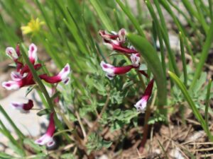 KAZ GAGASI-CORYDALIS OPPOSITIFOLIA-CENNET-CEHENNEM YAYLASI