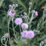 KÜYGÖÇÜREN(CIRSIUM sp )