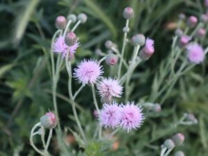 KÜYGÖÇÜREN(CIRSIUM sp )