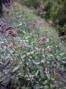 MAHMUZ ÇİÇEĞİ-CENTRANTHUS LONGIFOLIUS -AVAORE ŞELALE YOLU(1) - Kopya