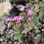 NAKIL-GIVIŞGAN OTU-SILENE- CONOIDEA-O-ĞUL KÖYÜ