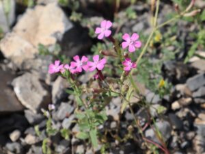 NAKIL-GIVIŞGAN OTU-SILENE- CONOIDEA-O-ĞUL KÖYÜ