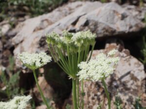 PEYNİR OTU-ZOSIMA ABSTINTHIFOLIA-ŞİVİŞK YAYLASI