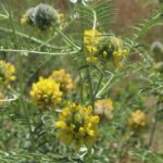 SARIBAŞ-CENTAUREA MACROCEPHALUS )