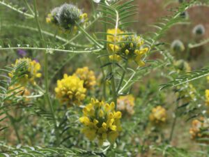 SARIBAŞ-CENTAUREA MACROCEPHALUS )