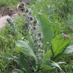 SIĞIR KUYRUĞU-VERBASCUM SPECIOSUM SCHRADER -ŞİVİŞK YAYLASI