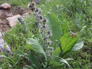 SIĞIR KUYRUĞU-VERBASCUM SPECIOSUM SCHRADER -ŞİVİŞK YAYLASI