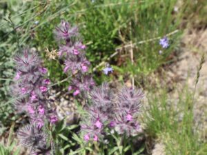 SÜSLÜ ÇAY( STACHIS LAVANDIFOLIA)