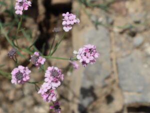 TAŞ ÇANTA-AETHIONEMA sp.-OĞUL KÖYÜI