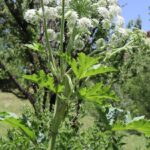 TAVŞANCIL OTU (HERACLEUM sp